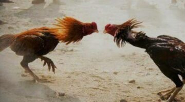Perjudian Sabung Ayam Dan Dadu Opyok Masih Marak Beroprasi Di Wilayah Polsek Kota Bojonegoro Di Duga Ada Becking Oknum APH